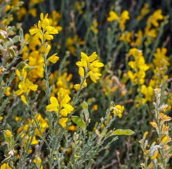 BIOTA delle Canarie